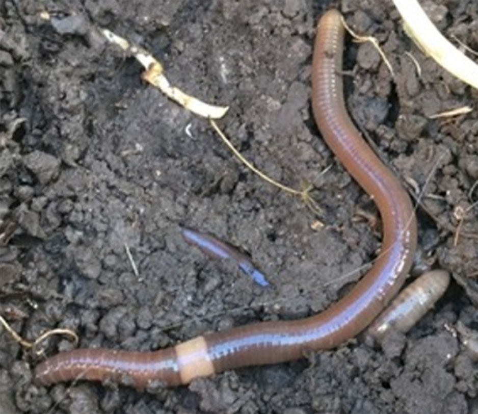 Invasive jumping worm